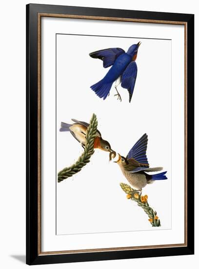 Audubon: Bluebird-John James Audubon-Framed Giclee Print