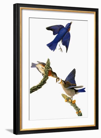 Audubon: Bluebird-John James Audubon-Framed Giclee Print