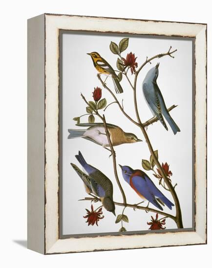 Audubon: Bluebirds-John James Audubon-Framed Premier Image Canvas