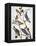 Audubon: Bluebirds-John James Audubon-Framed Premier Image Canvas