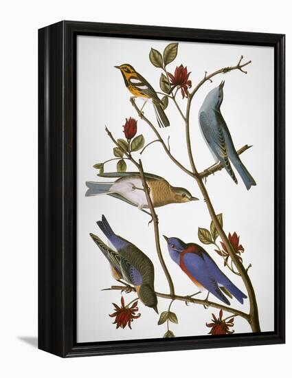 Audubon: Bluebirds-John James Audubon-Framed Premier Image Canvas