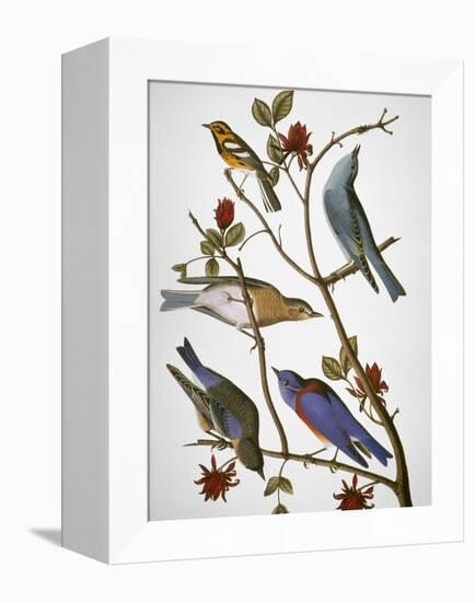 Audubon: Bluebirds-John James Audubon-Framed Premier Image Canvas