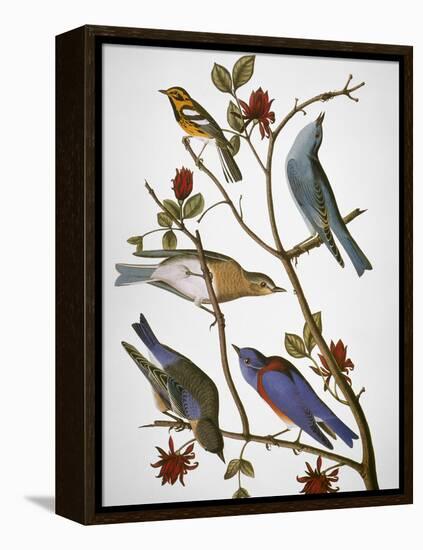Audubon: Bluebirds-John James Audubon-Framed Premier Image Canvas