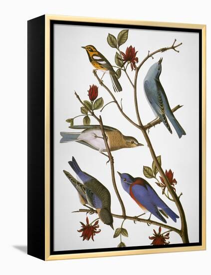Audubon: Bluebirds-John James Audubon-Framed Premier Image Canvas