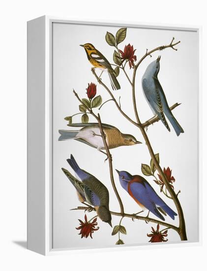 Audubon: Bluebirds-John James Audubon-Framed Premier Image Canvas