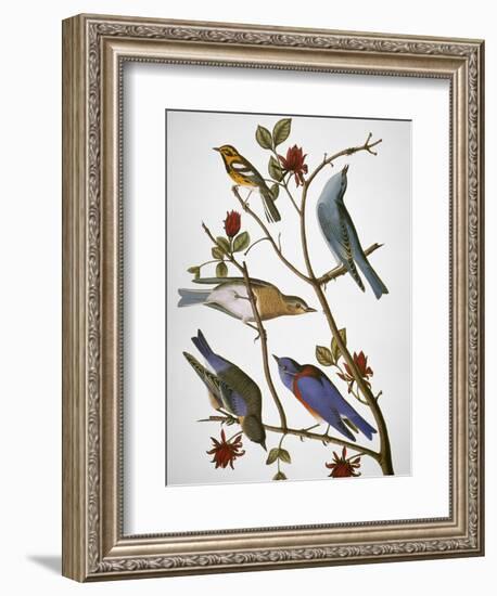 Audubon: Bluebirds-John James Audubon-Framed Premium Giclee Print