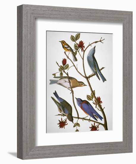 Audubon: Bluebirds-John James Audubon-Framed Premium Giclee Print