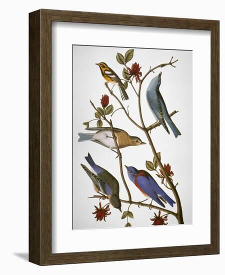 Audubon: Bluebirds-John James Audubon-Framed Premium Giclee Print