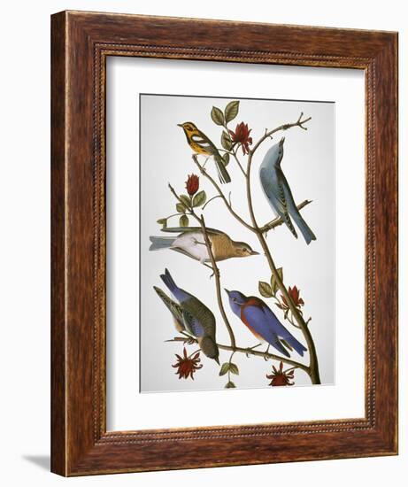 Audubon: Bluebirds-John James Audubon-Framed Premium Giclee Print