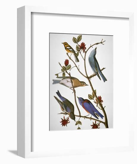 Audubon: Bluebirds-John James Audubon-Framed Premium Giclee Print