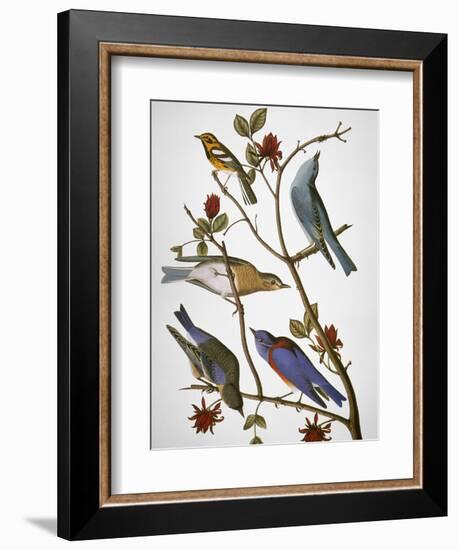 Audubon: Bluebirds-John James Audubon-Framed Premium Giclee Print