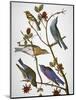 Audubon: Bluebirds-John James Audubon-Mounted Premium Giclee Print