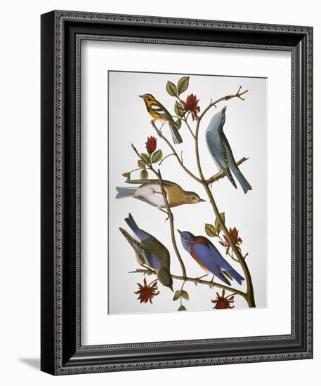 Audubon: Bluebirds-John James Audubon-Framed Premium Giclee Print