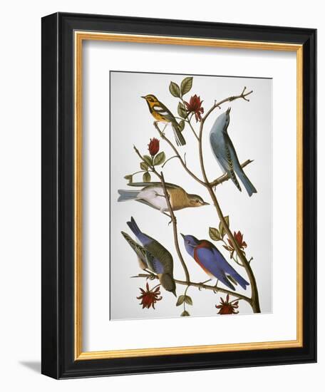 Audubon: Bluebirds-John James Audubon-Framed Premium Giclee Print