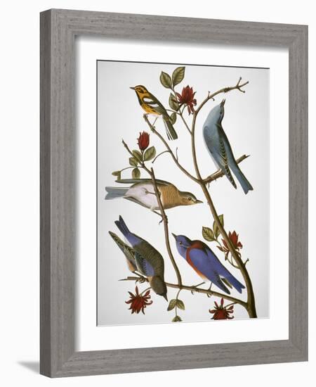 Audubon: Bluebirds-John James Audubon-Framed Premium Giclee Print