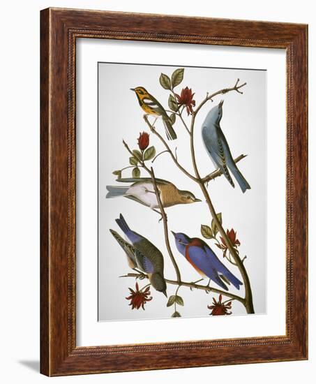 Audubon: Bluebirds-John James Audubon-Framed Premium Giclee Print