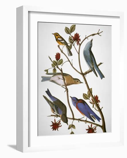 Audubon: Bluebirds-John James Audubon-Framed Premium Giclee Print