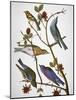 Audubon: Bluebirds-John James Audubon-Mounted Premium Giclee Print
