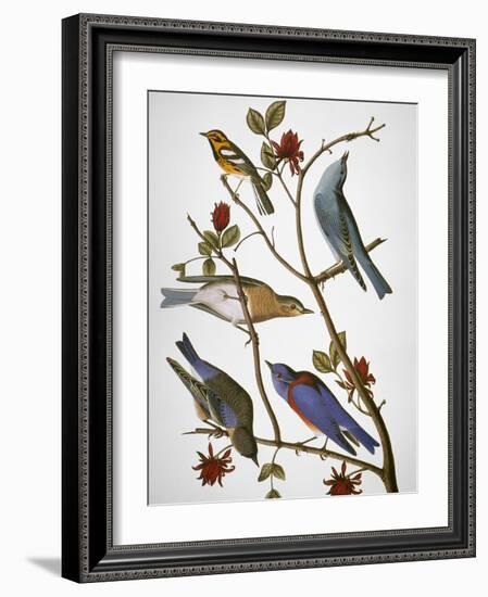 Audubon: Bluebirds-John James Audubon-Framed Premium Giclee Print