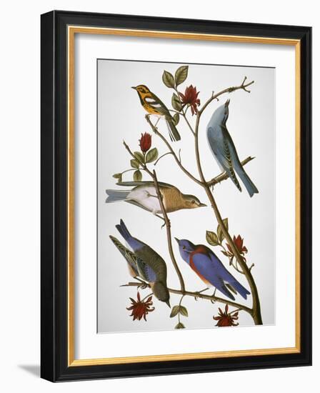 Audubon: Bluebirds-John James Audubon-Framed Premium Giclee Print