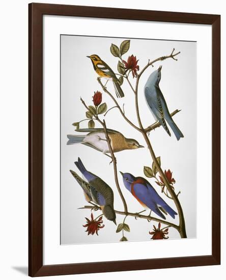 Audubon: Bluebirds-John James Audubon-Framed Premium Giclee Print