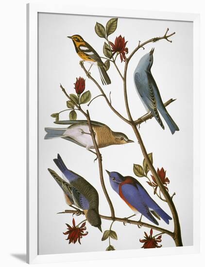 Audubon: Bluebirds-John James Audubon-Framed Premium Giclee Print