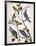 Audubon: Bluebirds-John James Audubon-Framed Premium Giclee Print