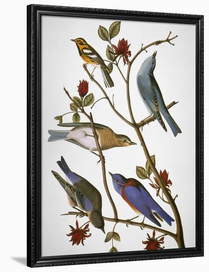 Audubon: Bluebirds-John James Audubon-Framed Premium Giclee Print