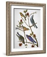 Audubon: Bluebirds-John James Audubon-Framed Giclee Print