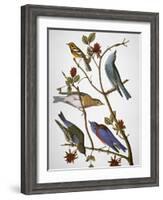 Audubon: Bluebirds-John James Audubon-Framed Giclee Print
