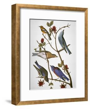 Audubon: Bluebirds-John James Audubon-Framed Giclee Print