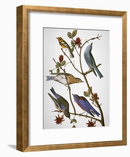 Audubon: Bluebirds-John James Audubon-Framed Giclee Print