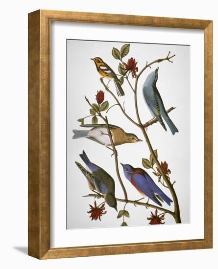 Audubon: Bluebirds-John James Audubon-Framed Giclee Print