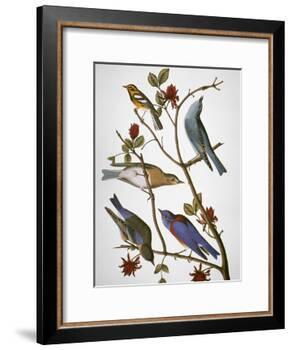 Audubon: Bluebirds-John James Audubon-Framed Giclee Print