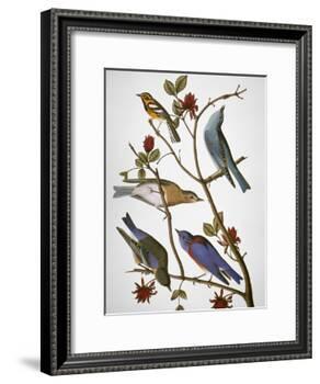 Audubon: Bluebirds-John James Audubon-Framed Giclee Print