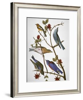 Audubon: Bluebirds-John James Audubon-Framed Giclee Print