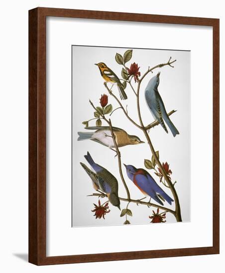 Audubon: Bluebirds-John James Audubon-Framed Giclee Print