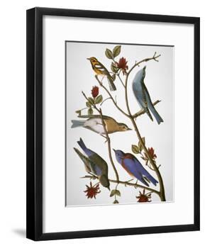 Audubon: Bluebirds-John James Audubon-Framed Giclee Print