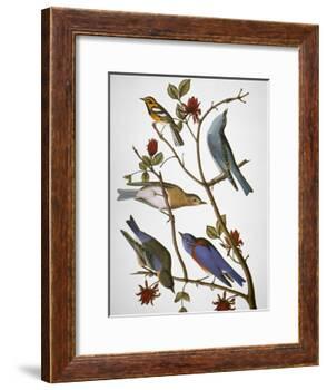 Audubon: Bluebirds-John James Audubon-Framed Giclee Print