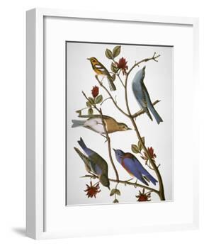Audubon: Bluebirds-John James Audubon-Framed Giclee Print