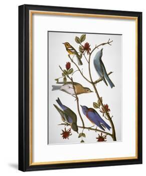 Audubon: Bluebirds-John James Audubon-Framed Giclee Print