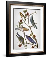Audubon: Bluebirds-John James Audubon-Framed Giclee Print
