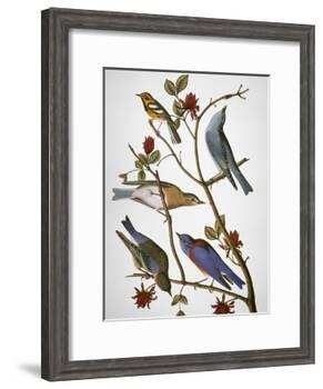 Audubon: Bluebirds-John James Audubon-Framed Giclee Print