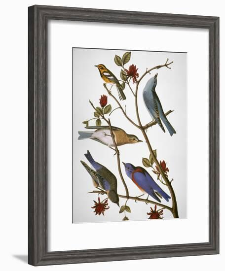 Audubon: Bluebirds-John James Audubon-Framed Giclee Print