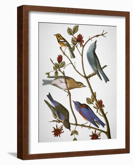 Audubon: Bluebirds-John James Audubon-Framed Giclee Print