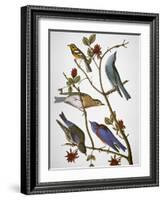Audubon: Bluebirds-John James Audubon-Framed Giclee Print