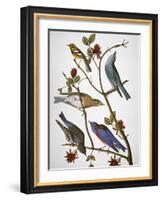 Audubon: Bluebirds-John James Audubon-Framed Giclee Print