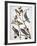 Audubon: Bluebirds-John James Audubon-Framed Giclee Print