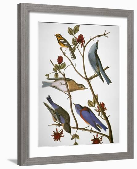 Audubon: Bluebirds-John James Audubon-Framed Giclee Print