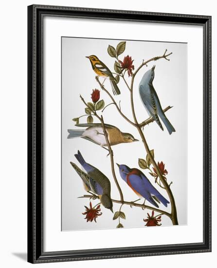 Audubon: Bluebirds-John James Audubon-Framed Giclee Print